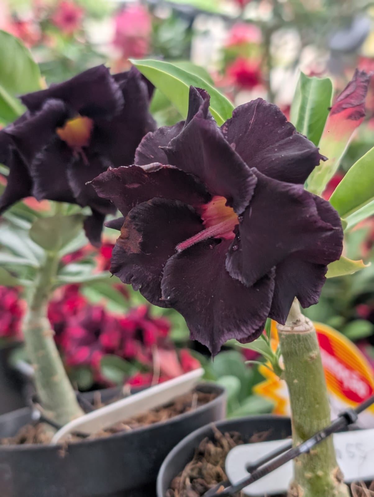 ROSA DO DESERTO LM655 | NEGRA INTENSA DOBRADA - Apolonia Grade