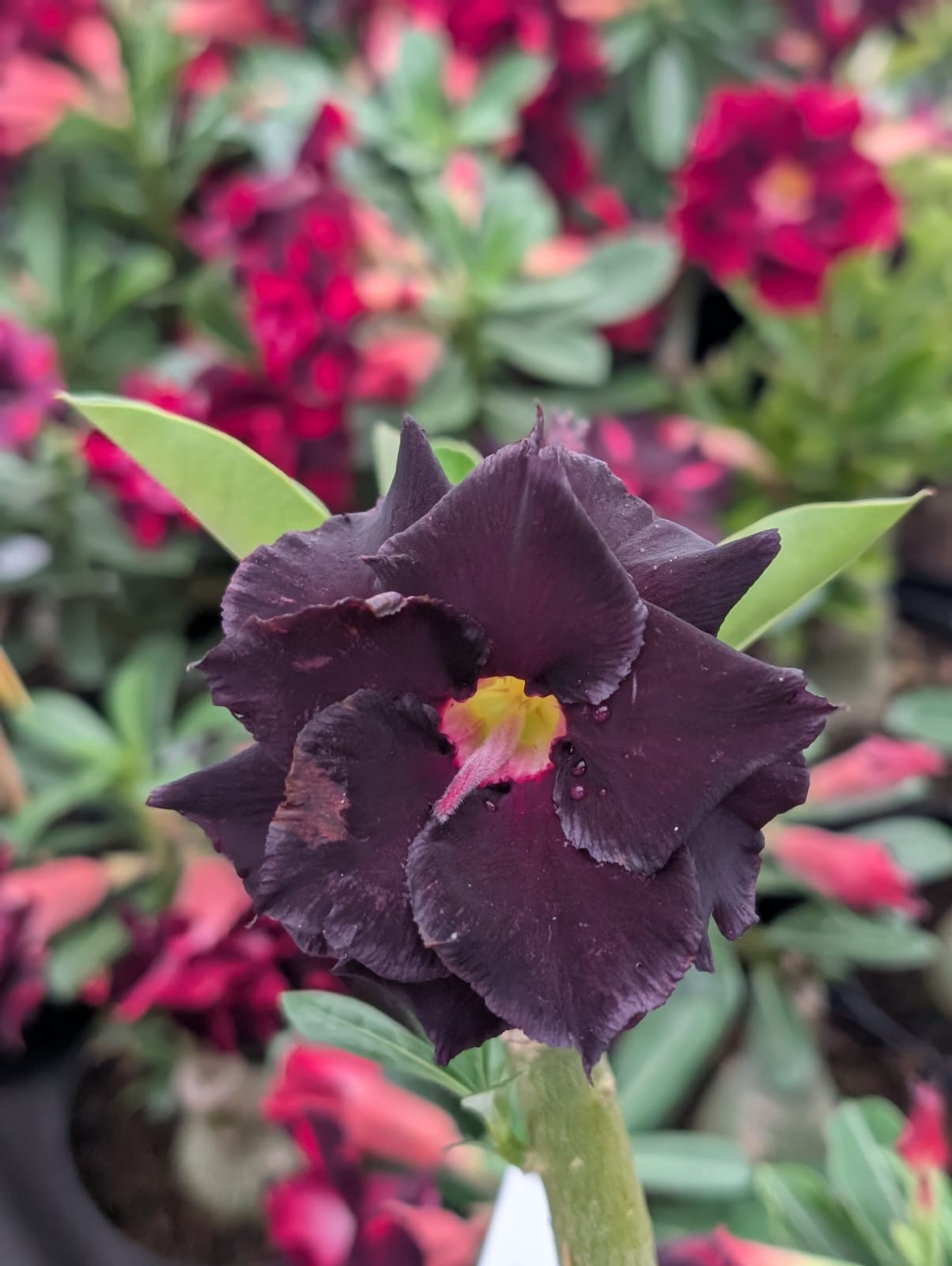 ROSA DO DESERTO LM655 | NEGRA INTENSA DOBRADA - Apolonia Grade