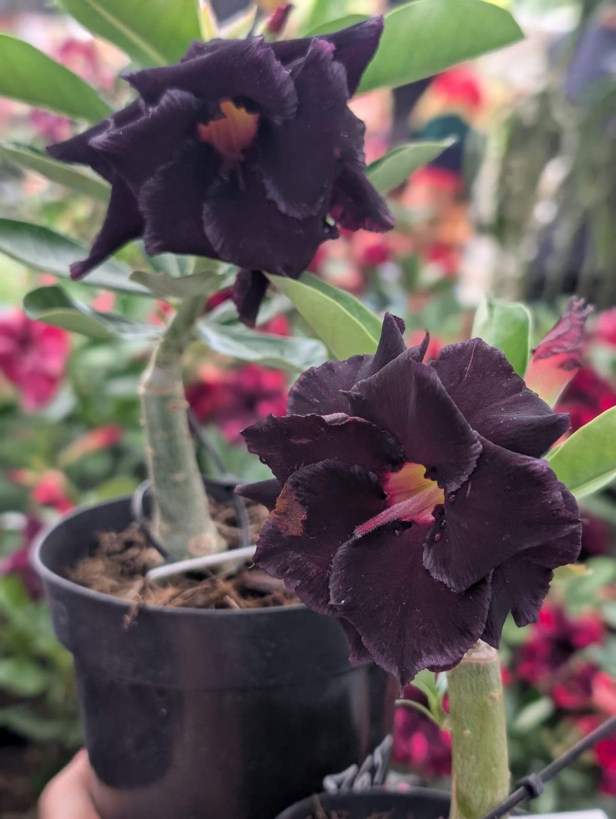 ROSA DO DESERTO LM655 | NEGRA INTENSA DOBRADA - Apolonia Grade