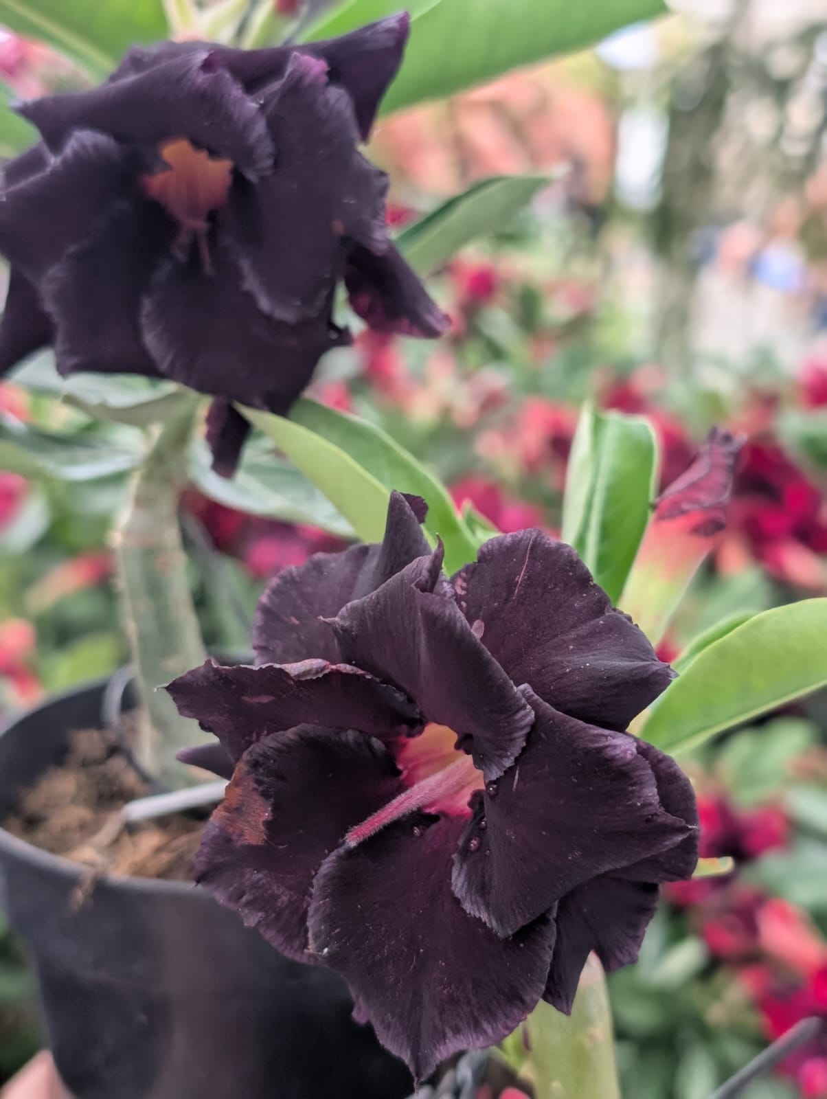 ROSA DO DESERTO LM655 | NEGRA INTENSA DOBRADA - Apolonia Grade