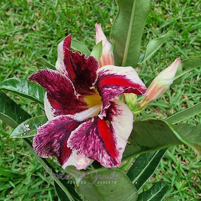 ROSA DO DESERTO MARGARETH STAR | SINGELA - Apolonia Grade