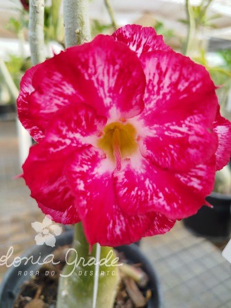 ROSA DO DESERTO MATIZADA 07 - Apolonia Grade