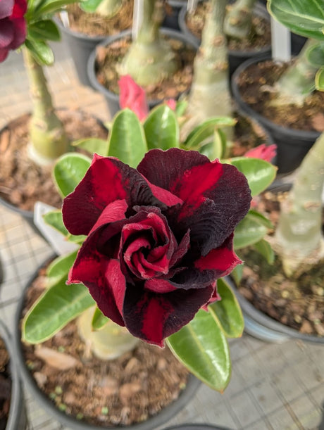 ROSA DO DESERTO MENGO | DOBRADA - Apolonia Grade