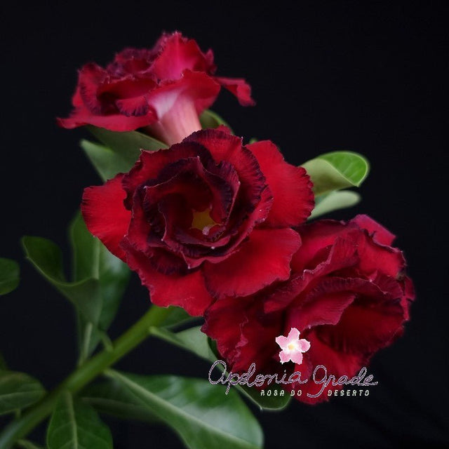 ROSA DO DESERTO MÉRIDA | COLEÇÃO PRINCESAS | MUTIPÉTALAS - Apolonia Grade