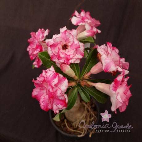 ROSA DO DESERTO MISS BANGKOK | MULTIPÉTALAS - Apolonia Grade