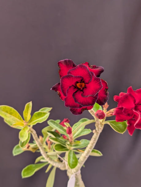 ROSA DO DESERTO MISS | DOBRADA - Apolonia Grade