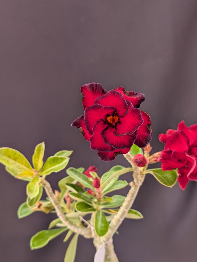 ROSA DO DESERTO MISS | DOBRADA - Apolonia Grade