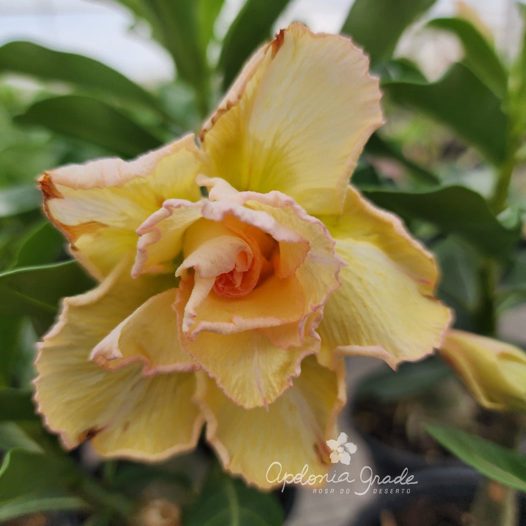 ROSA DO DESERTO MISS PEQUI| MULTIPÉTALAS - Apolonia Grade