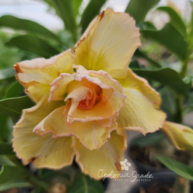 ROSA DO DESERTO MISS PEQUI| MULTIPÉTALAS - Apolonia Grade