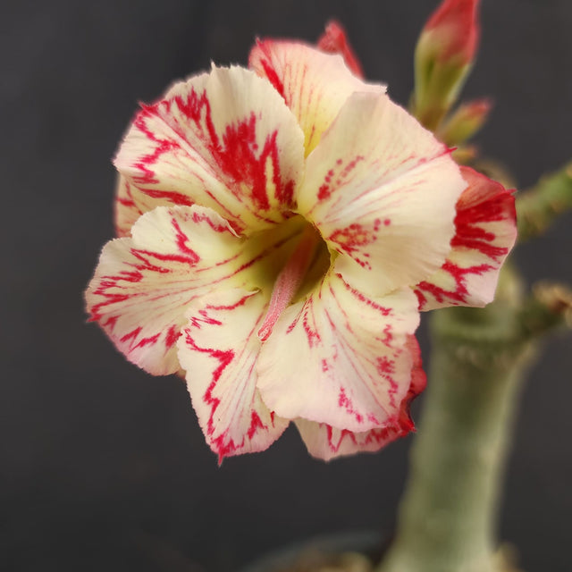 ROSA DO DESERTO MISS RONDONIA| DOBRADA - Apolonia Grade