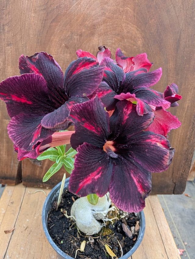 ROSA DO DESERTO MORGANA | SINGELA - Apolonia Grade