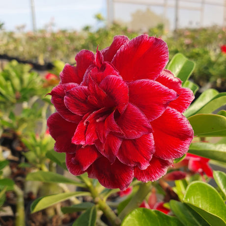 ROSA DO DESERTO MUSA | MULTIPÉTALAS - Apolonia Grade