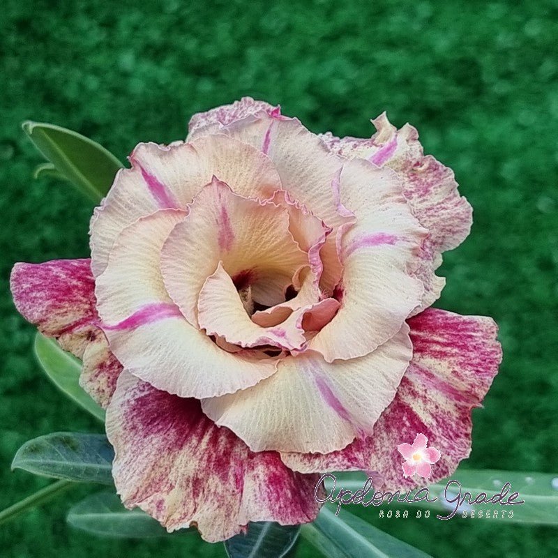 ROSA DO DESERTO MUSELLA | PERFUMADA | MULTIPÉTALAS - Apolonia Grade