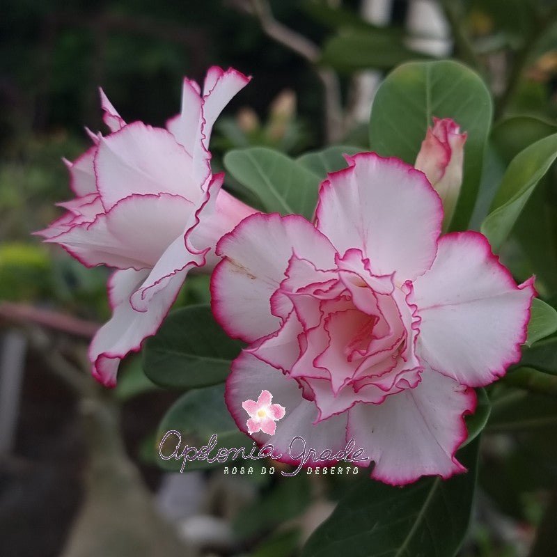 ROSA DO DESERTO NOBLE CONCUBINE | DOBRADA - Apolonia Grade