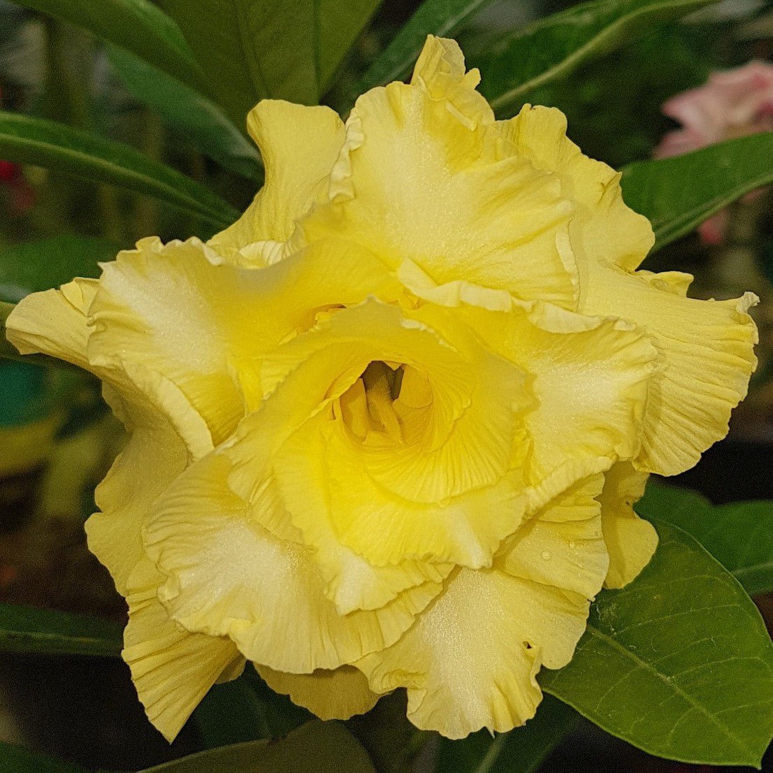 ROSA DO DESERTO NORALINE | MULTIPÉTALAS - Apolonia Grade