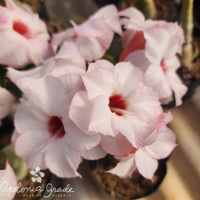 ROSA DO DESERTO NR TREZE 13 | LANÇAMENTO | DOBRADA - Apolonia Grade