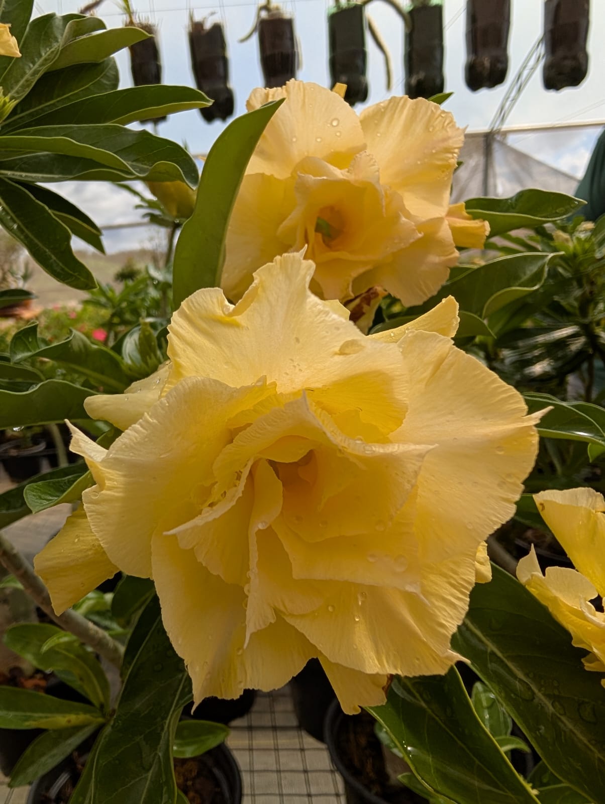 ROSA DO DESERTO NUSA | MULTIPÉTALAS - Apolonia Grade