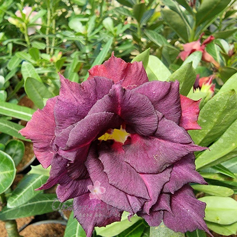 ROSA DO DESERTO ÔNIX | MULTIPÉTALAS - Apolonia Grade