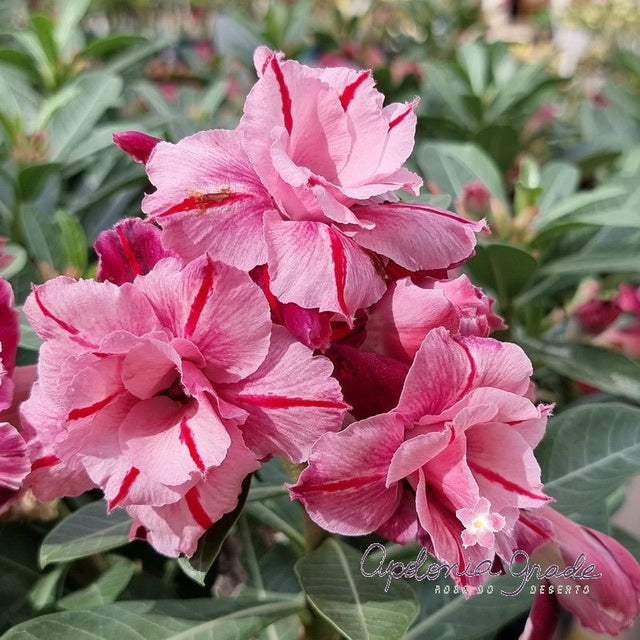 ROSA DO DESERTO ORIENTAL STORY | MULTIPÉTALAS - Apolonia Grade