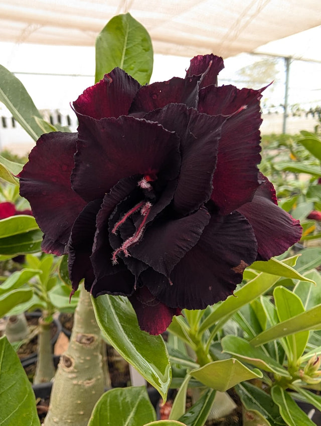 ROSA DO DESERTO P180 | DOBRADA - Apolonia Grade