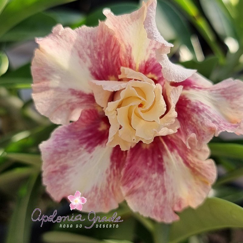 ROSA DO DESERTO PALADINO | PERFUMADA | DOBRADA - Apolonia Grade