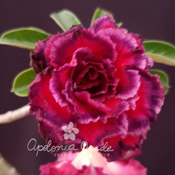 ROSA DO DESERTO PARADISE | MULTIPÉTALAS - Apolonia Grade