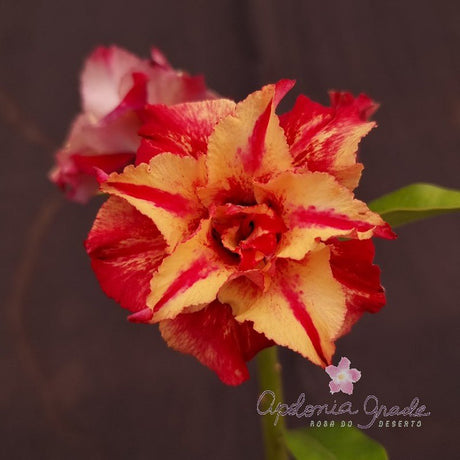 ROSA DO DESERTO PHARAOH PERFUMADA | MULTIPÉTALAS - Apolonia Grade