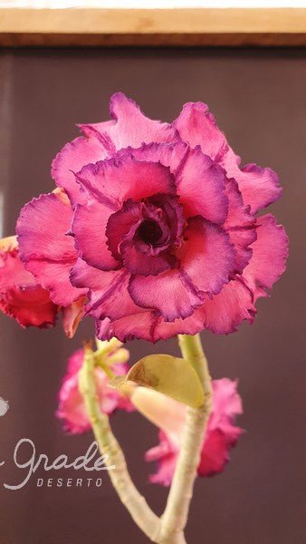 ROSA DO DESERTO PIE MONTE | MULTIPÉTALAS - Apolonia Grade