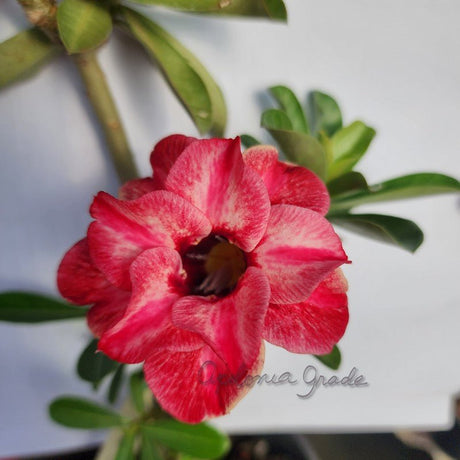 ROSA DO DESERTO PINK BETTY | MULTIPÉTALAS - Apolonia Grade