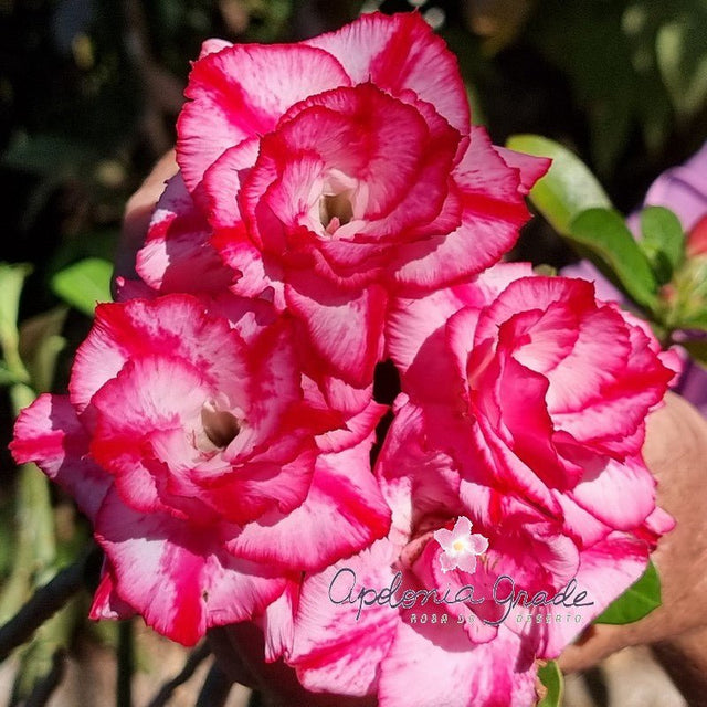 ROSA DO DESERTO PINK SAPHIRE | MULTIPÉTALAS - Apolonia Grade