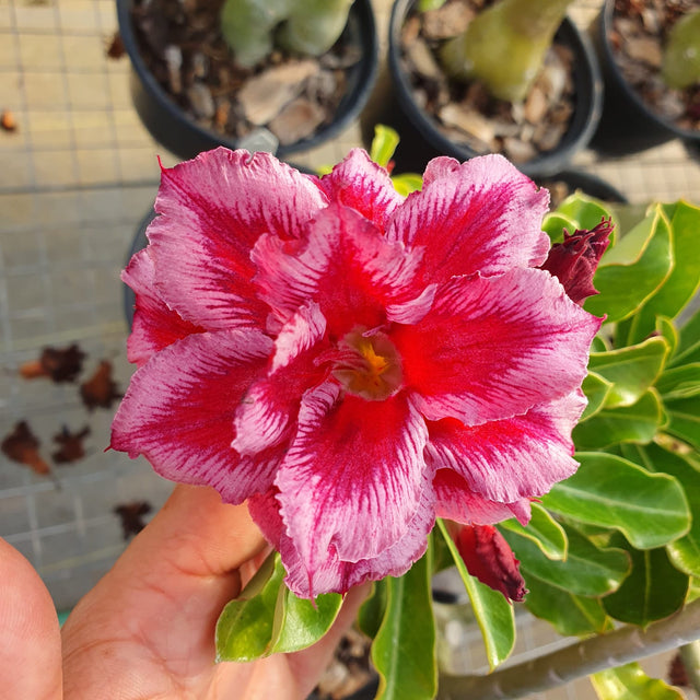 ROSA DO DESERTO PITTAYA | MULTIPETÁLAS - Apolonia Grade