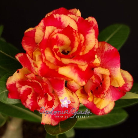 ROSA DO DESERTO POP CORN | A PIPOQUINHA | MULTIPÉTALAS - Apolonia Grade