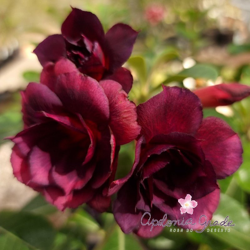 ROSA DO DESERTO PRIMA DE SANSÃO | MULTIPÉTALAS - Apolonia Grade