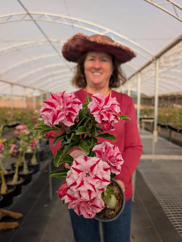 ROSA DO DESERTO PRINCESA | MULTIPÉTALAS - Apolonia Grade