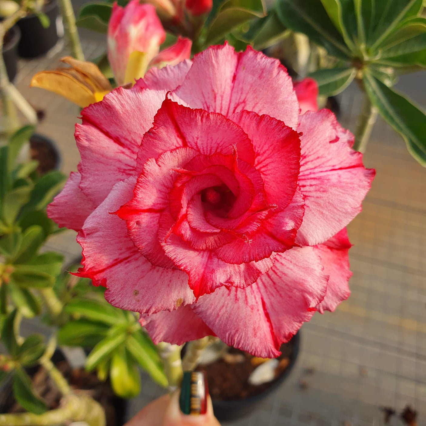 ROSA DO DESERTO PRIUNDA | MULTIPETÁLAS - Apolonia Grade