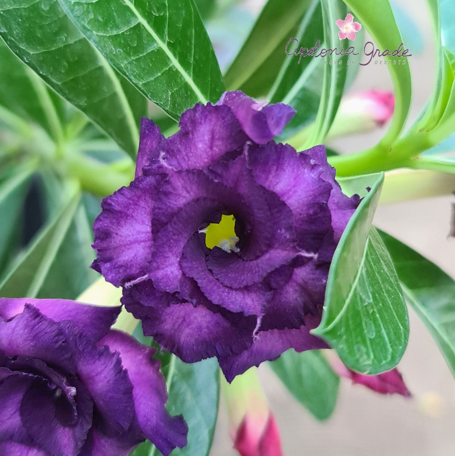 ROSA DO DESERTO PURPLE BLUE | MULTIPÉTALAS - Apolonia Grade