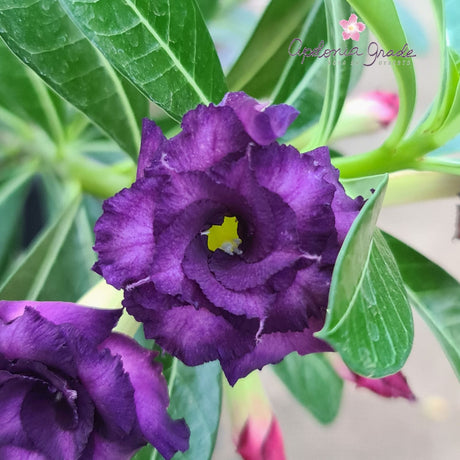 ROSA DO DESERTO PURPLE BLUE | MULTIPÉTALAS - Apolonia Grade