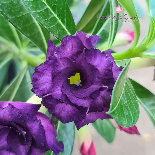 ROSA DO DESERTO PURPLE BLUE | MULTIPÉTALAS - Apolonia Grade