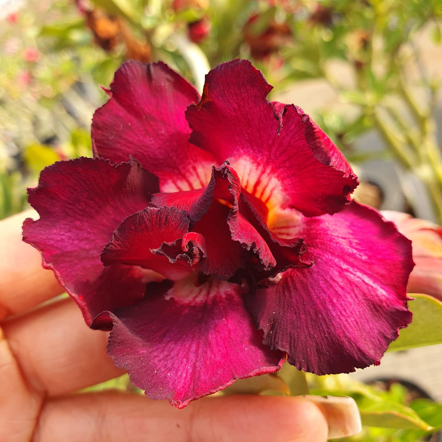 ROSA DO DESERTO PURPLE LOVE | DOBRADA - Apolonia Grade