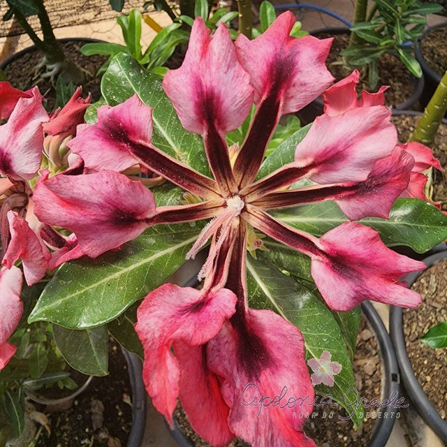 ROSA DO DESERTO PURPLE MEDUSA | MULTIPÉTALAS - Apolonia Grade