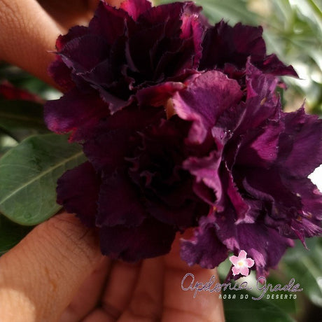 ROSA DO DESERTO PÚRPURA | MULTIPÉTALAS - Apolonia Grade