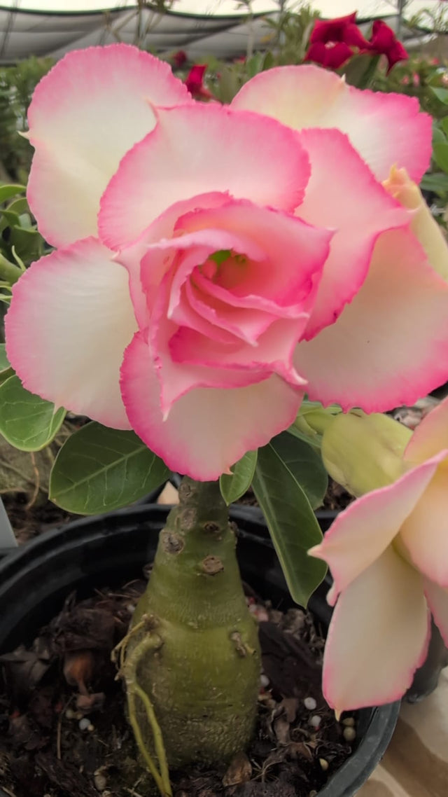 ROSA DO DESERTO QUEEN | MULTIPÉTALAS - Apolonia Grade