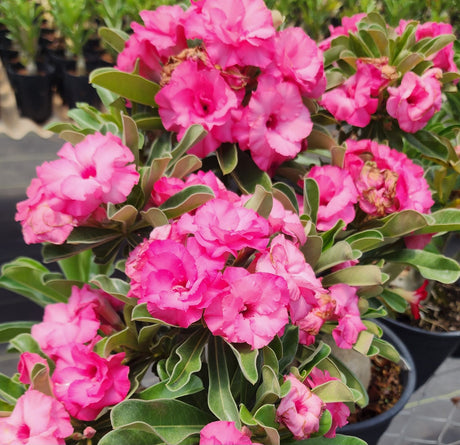 ROSA DO DESERTO QUEEN RAI | MULTIPÉTALAS - Apolonia Grade