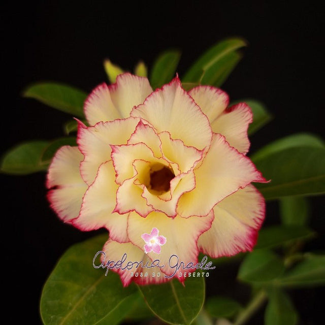 ROSA DO DESERTO RAPUNZEL | COLEÇÃO PRINCESAS | MULTIPÉTALAS - Apolonia Grade