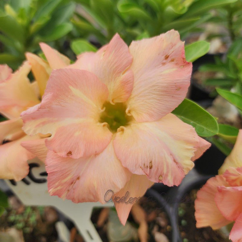 ROSA DO DESERTO RC 580| MULTIPÉTALAS - Apolonia Grade