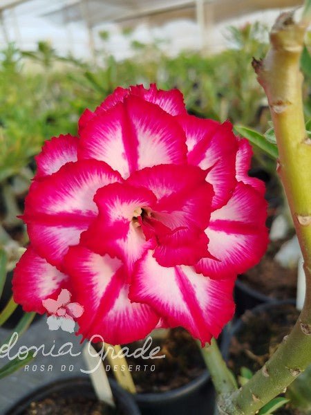 ROSA DO DESERTO RED CLIFF| MULTIPÉTALAS - Apolonia Grade