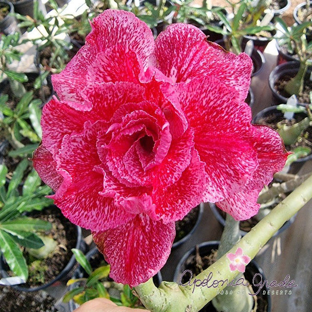 ROSA DO DESERTO RENDA | MULTIPÉTALAS - Apolonia Grade