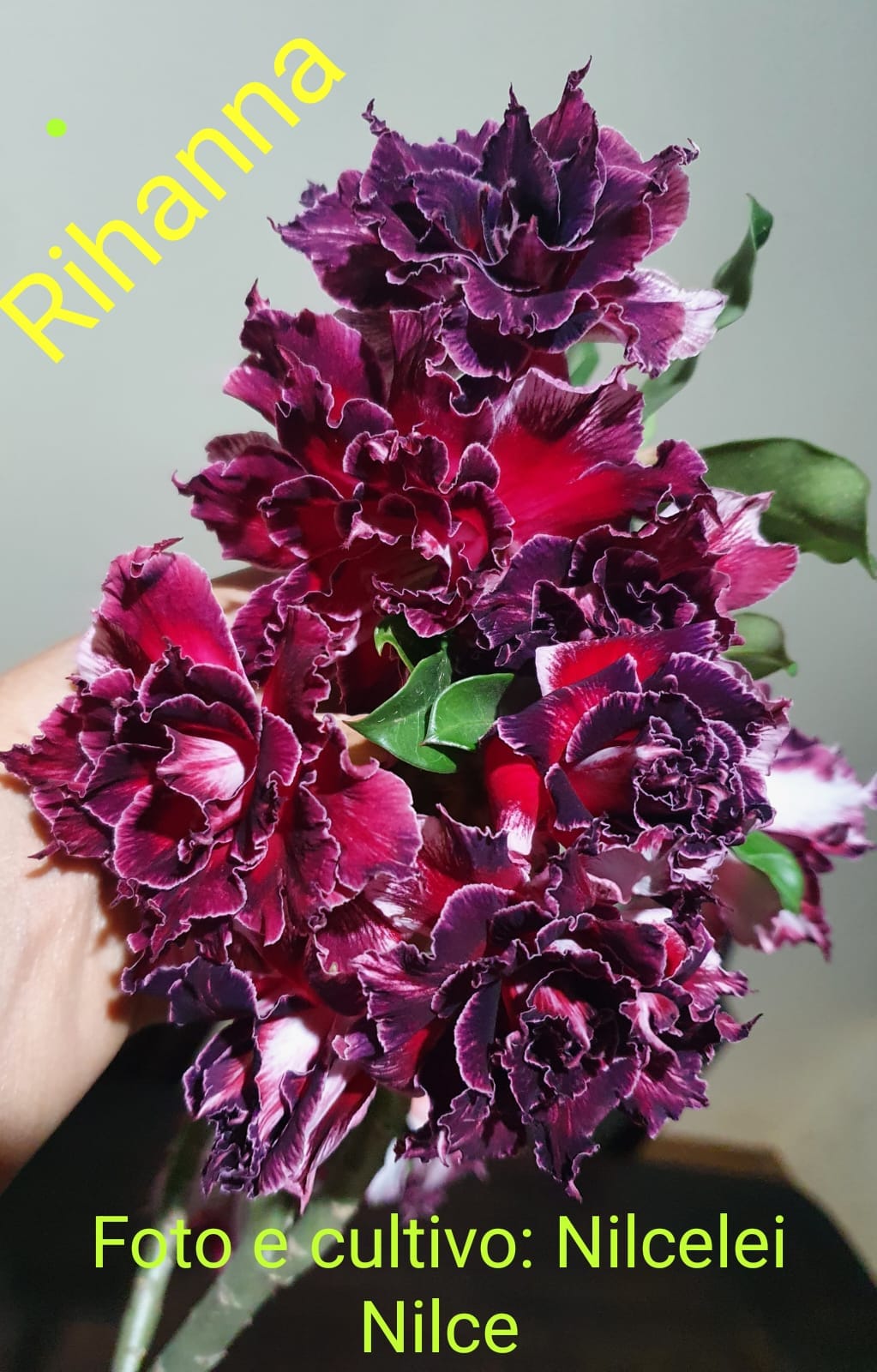 ROSA DO DESERTO RIHANNA | MULTIPÉTALAS - Apolonia Grade