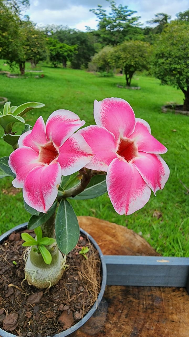 ROSA DO DESERTO ROMANTIC EDGE (MANHÃ) | SINGELA - Apolonia Grade