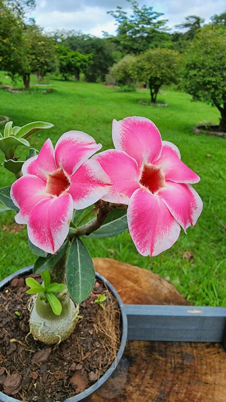 ROSA DO DESERTO ROMANTIC EDGE (MANHÃ) | SINGELA - Apolonia Grade